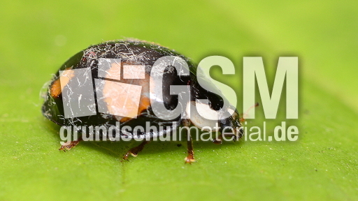 Asiatischer Marienkäfer (17).JPG